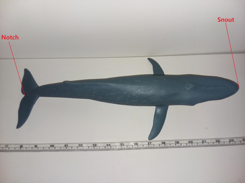 When measuring from the snout to the fluke, this 1:70 scale blue whale measures 26.6 meters.