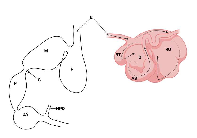 The anatomy of the upper digestive tract of most cetaceans (left) and ruminants (right). Arrows are provided to reveal path of food throughout ruminant’s esophageal chambers. E=esophagus; F= Forestomach; M= Main stomach; C=Connecting channel; P=Pyloric chamber; DA= Duodenal Ampullae; HPD=Hepatopancreatic duct; RU=Rumen; RT= Reticulum; O= Omasum; AB=Abomasum. The rumen and reticulum are the fermentation chambers for ruminants while the forestomach is the proposed site for cetaceans.