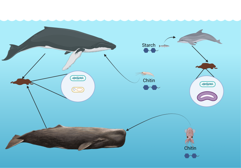 Schematic detailing how baleen whales and sperm whales both feed on chitin rich prey and share fecal microbiomes enriched with Bacteroidetes and Firmicutes. Fish-eating dolphins, by contrast, possess fecal microbiomes more enriched in Proteobacteria.