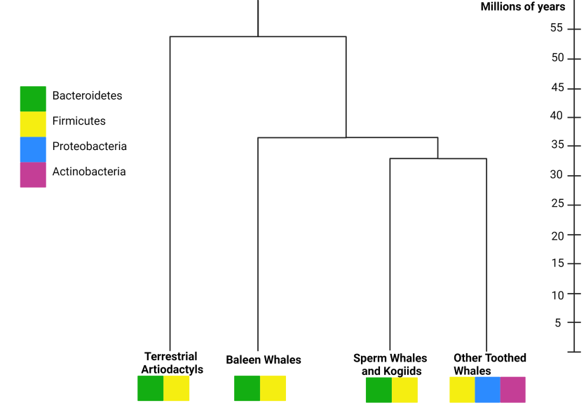 Time-calibrated phylogenetic tree of host taxa along with dominant phyla residing in fecal microbiome communities.