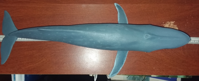 This blue whale model, from the rostrum to the notch of its flukes, measures about 37.3 centimeters.