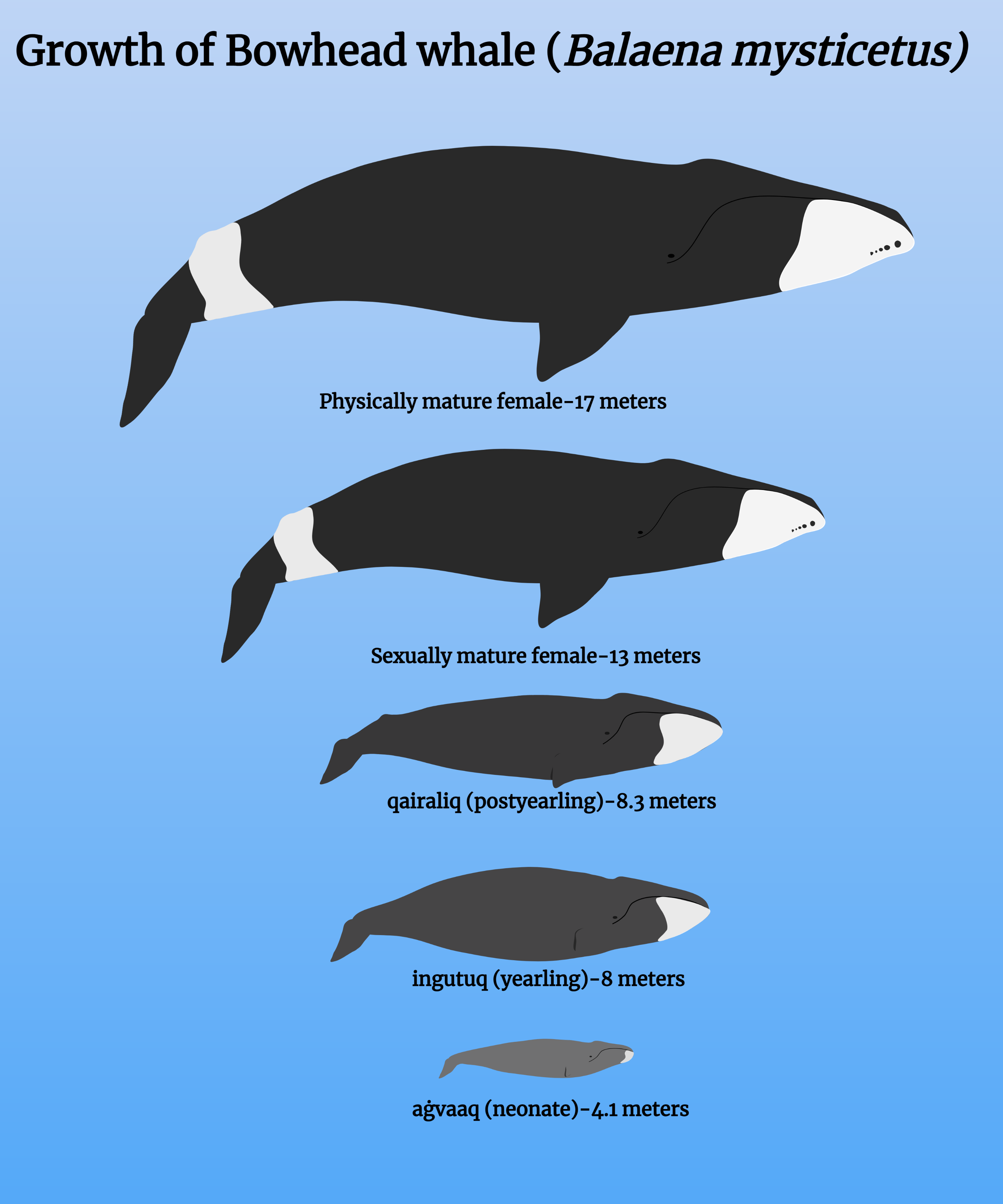 Bowhead whale life history (1)