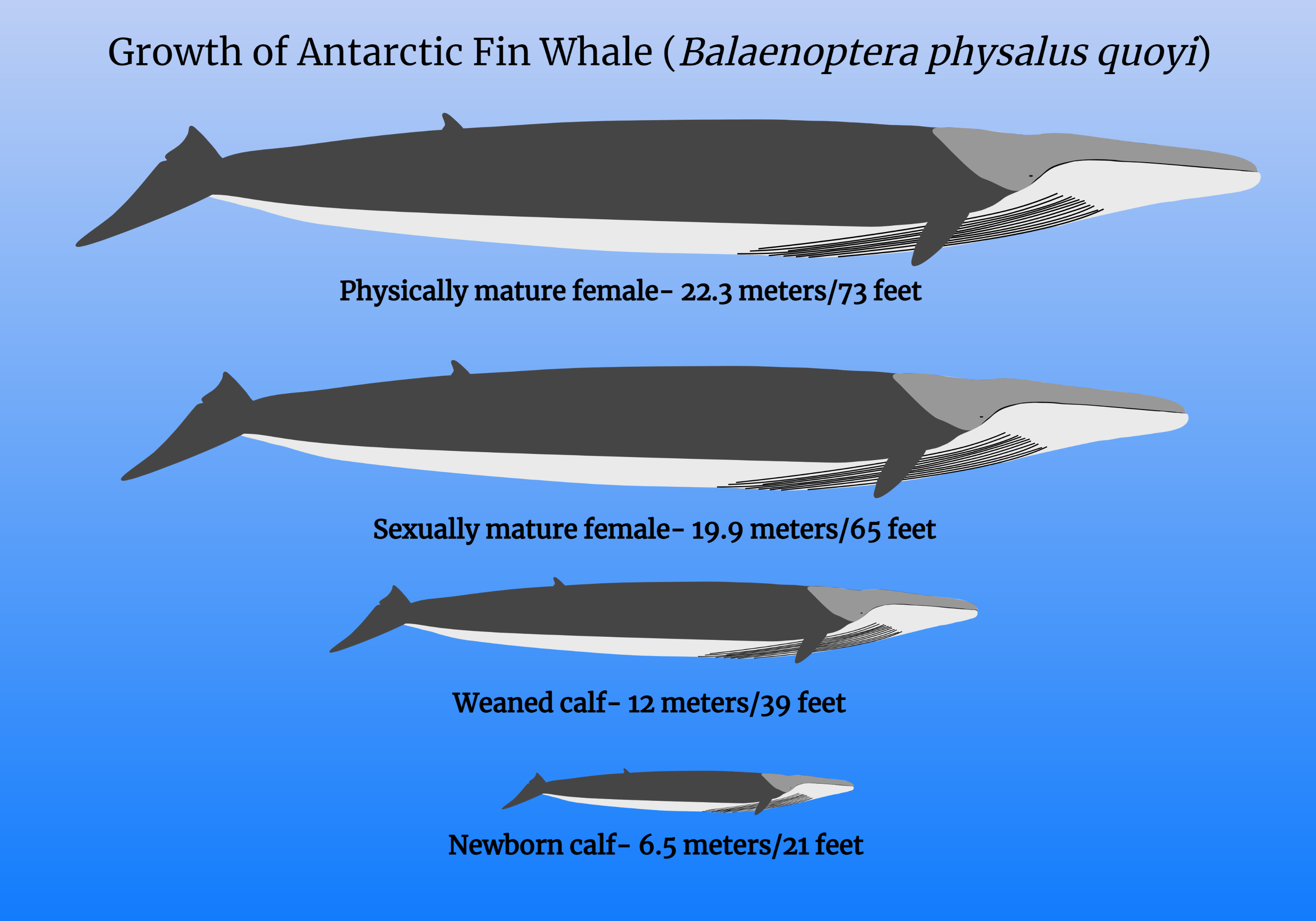 Fin whale life history