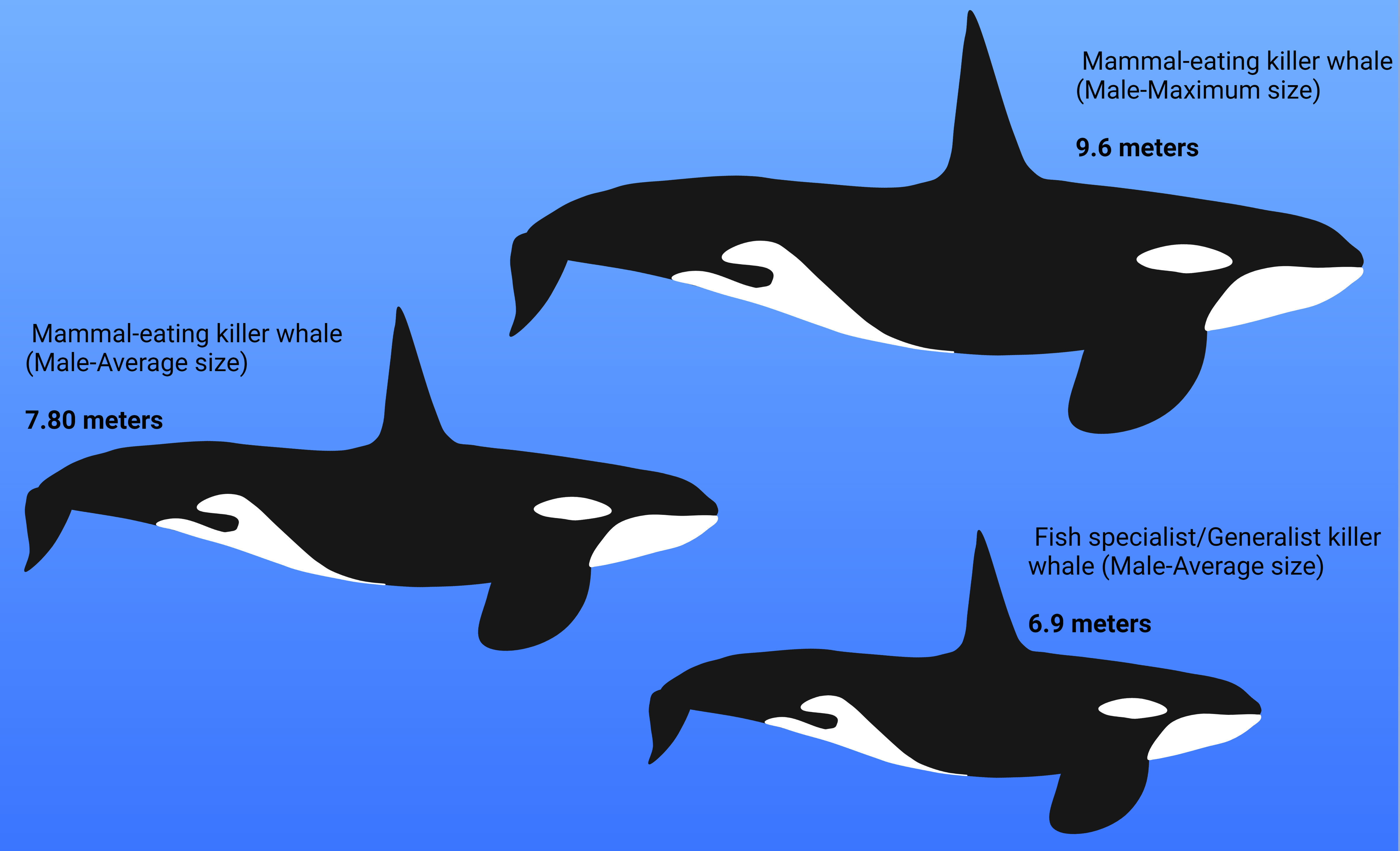 Killer whale size comparison