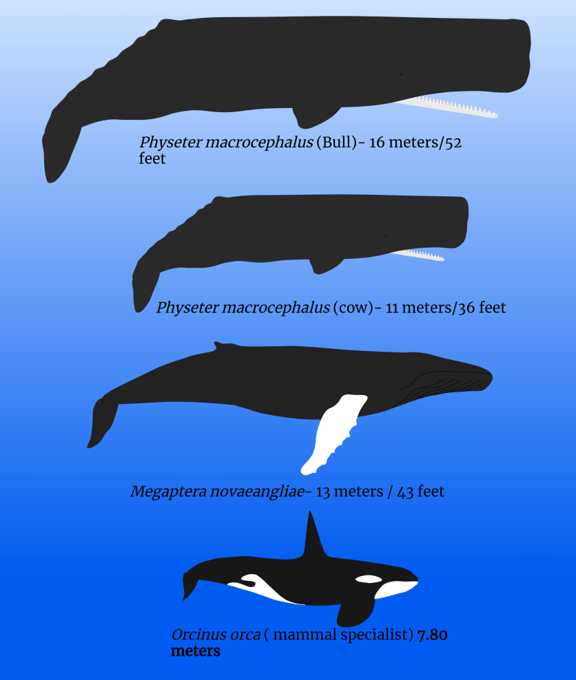 Killer whale, sperm whale, and humpback whale (1)