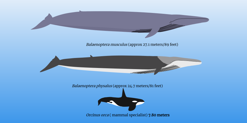 Comparison between blue whale, fin whale, and killer whale.