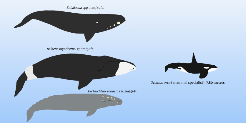 Killer whale in comparison to Bowhead whale, gray whale, and right whale.
