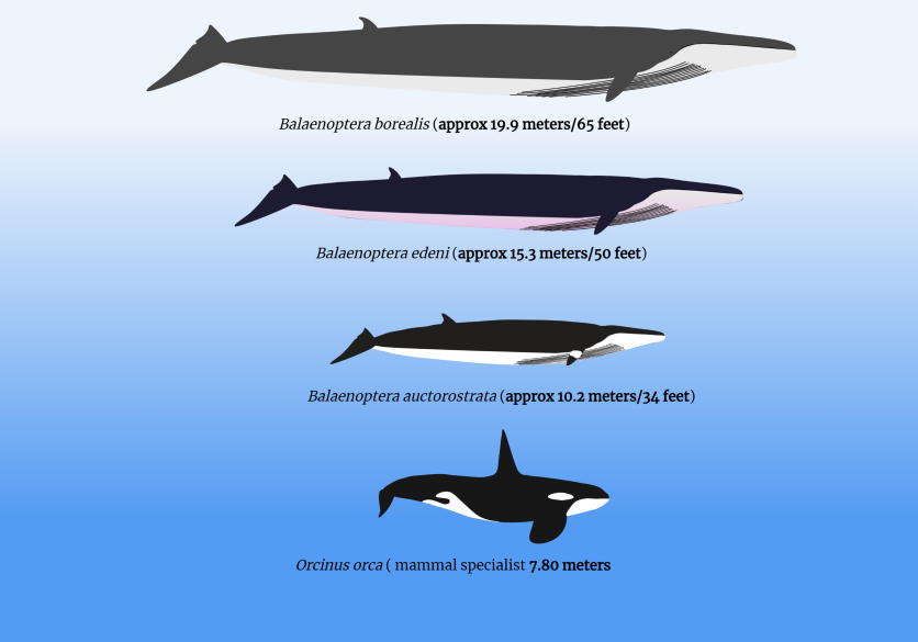 Killer whale vs smaller rorquals (2)
