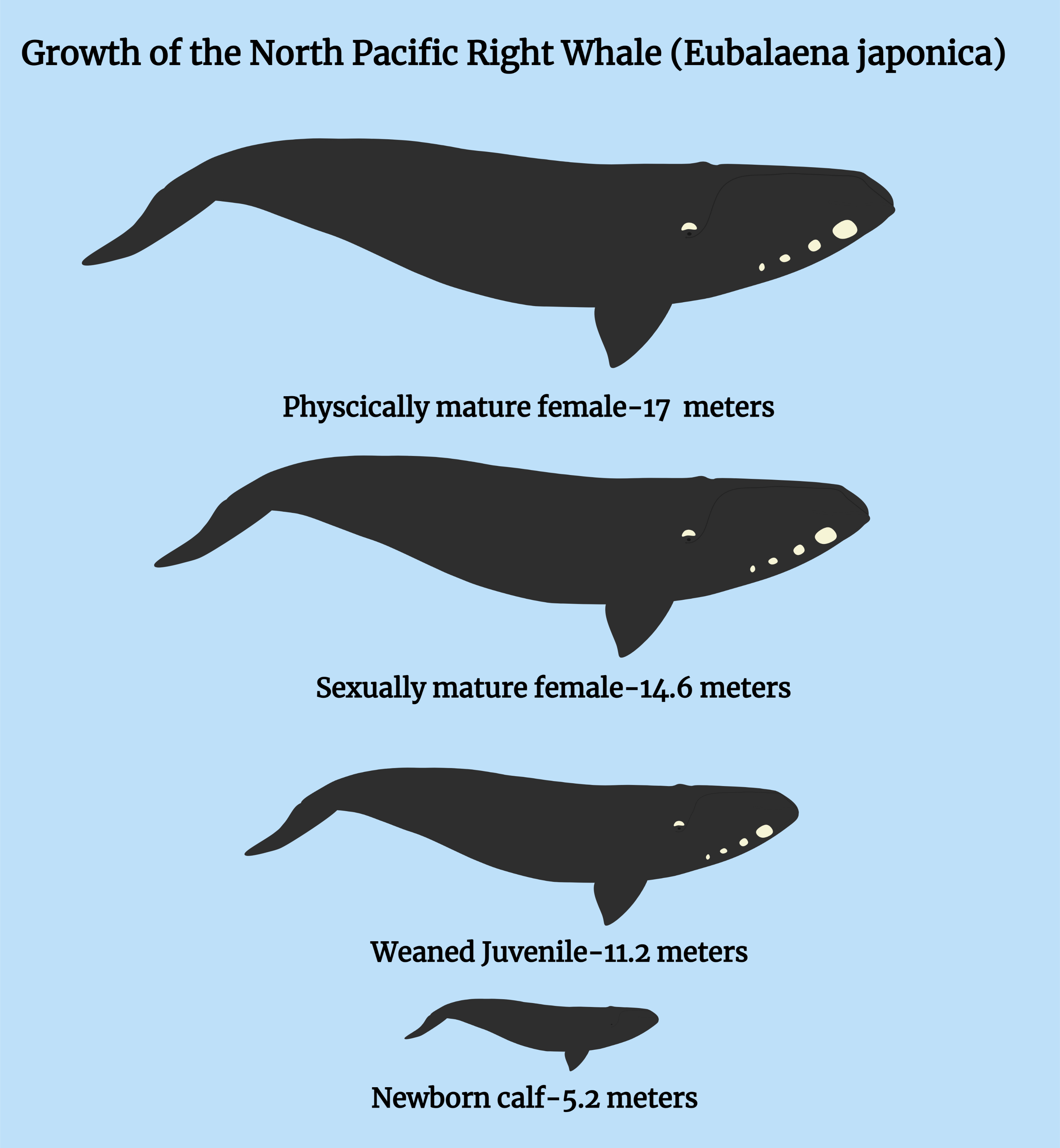 Right whale life history